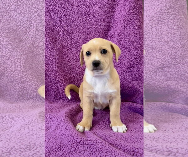 Medium Photo #1 Australian Shepherd Puppy For Sale in Menifee, CA, USA