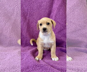 Australian Shepherd Dogs for adoption in Menifee, CA, USA