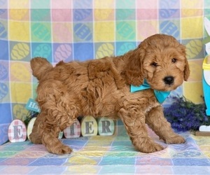 Goldendoodle Puppy for sale in LANCASTER, PA, USA