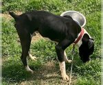 Small Photo #7 Boston Terrier-Boxer Mix Puppy For Sale in Attalka, AL, USA
