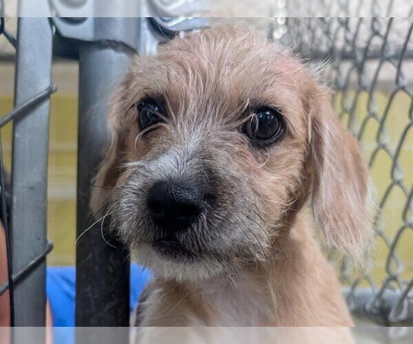 Medium Photo #1 Mutt Puppy For Sale in Redwood City, CA, USA