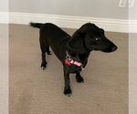 Small #5 Dachshund Mix