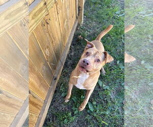 American Staffordshire Terrier-Unknown Mix Dogs for adoption in Jackson, MS, USA