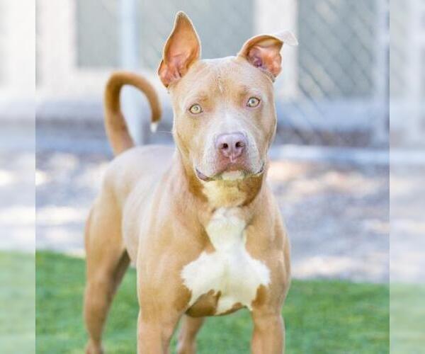 Medium Photo #2 American Pit Bull Terrier Puppy For Sale in Camarillo, CA, USA