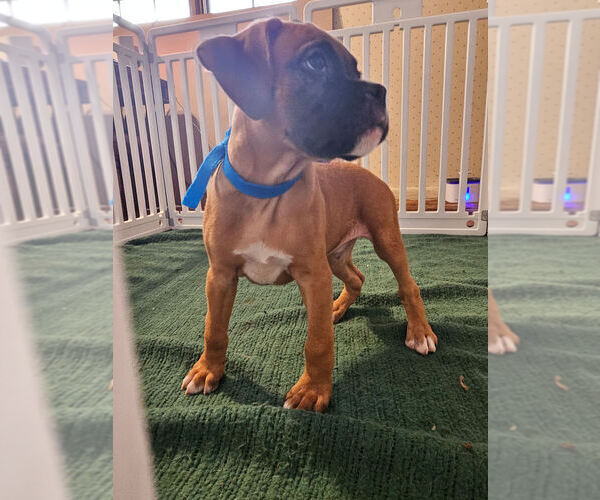 Medium Photo #5 Boxer Puppy For Sale in LYONS, KS, USA