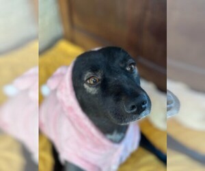 Cola - Female Labrador Retriever-Unknown Mix Dog for Adoption - Photo #8