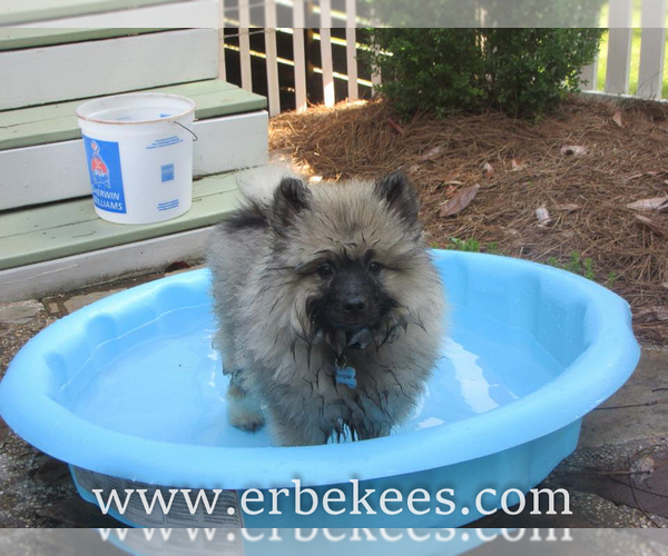Medium Photo #51 Keeshond Puppy For Sale in FAYETTEVILLE, TN, USA