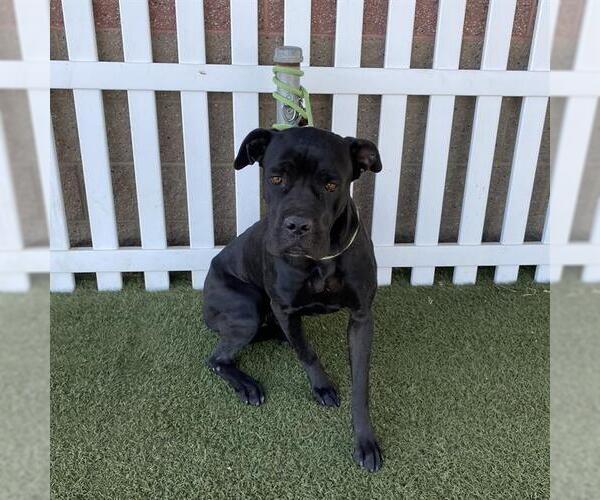 Medium Photo #1 Mutt Puppy For Sale in Modesto, CA, USA
