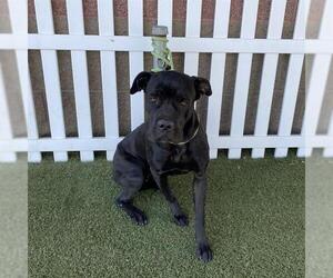 Mutt Dogs for adoption in Modesto, CA, USA