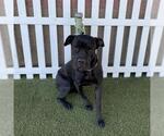 *SNOOKI - Female Mutt Dog for Adoption - Small photo