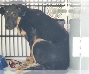 Shepweiller Dogs for adoption in Houston, TX, USA