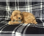 Small #5 Cavapoo