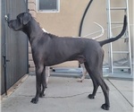 Small Photo #1 Great Dane Puppy For Sale in CORONA, CA, USA