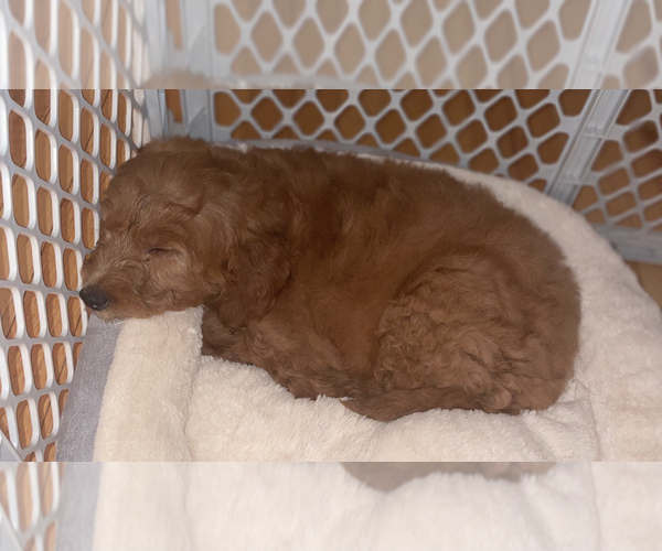 Medium Photo #1 Goldendoodle Puppy For Sale in MOUNT LAUREL, NJ, USA