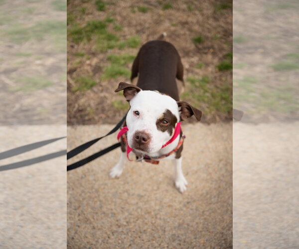 Medium Photo #12 American Pit Bull Terrier-Unknown Mix Puppy For Sale in Alexandria, VA, USA