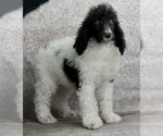 Small Photo #1 Poodle (Standard) Puppy For Sale in WARSAW, IN, USA