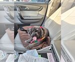 Small Photo #1 Shih-Poo Puppy For Sale in McDonough, GA, USA