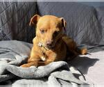 Small #1 Miniature Pinscher Mix