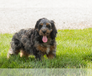 Cocker Spaniel-Poodle (Miniature) Mix Puppy for sale in MILLERSBURG, IN, USA