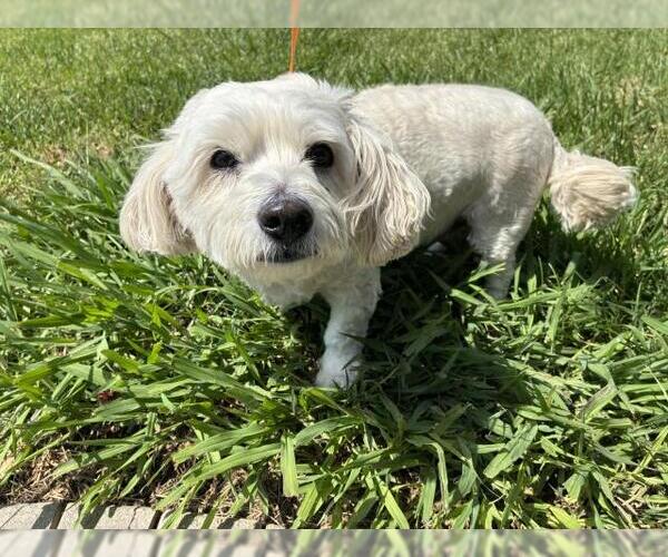 Medium Photo #1 Cairmal Puppy For Sale in Rancho Cucamonga, CA, USA