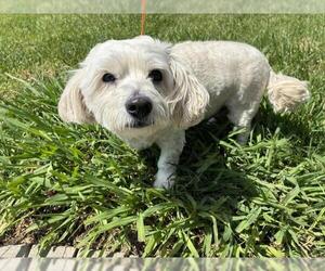 Cairmal Dogs for adoption in Rancho Cucamonga, CA, USA