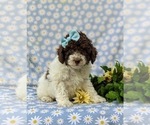 Small Photo #3 Poodle (Miniature) Puppy For Sale in NOTTINGHAM, PA, USA