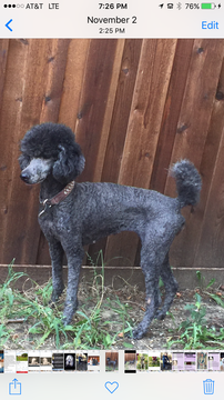 Medium Photo #1 Poodle (Standard) Puppy For Sale in DALLAS, TX, USA