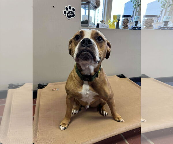 Medium Photo #8 Boxer-Unknown Mix Puppy For Sale in Burnsville, MN, USA