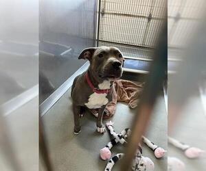 Staffordshire Bull Terrier Dogs for adoption in Norfolk, VA, USA