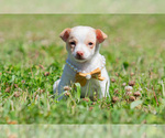 Small Photo #81 Chihuahua Puppy For Sale in WARSAW, IN, USA