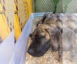 Small Photo #14 Great Dane Puppy For Sale in BURLESON, TX, USA