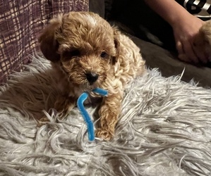 Poodle (Miniature) Puppy for sale in BETSY LAYNE, KY, USA