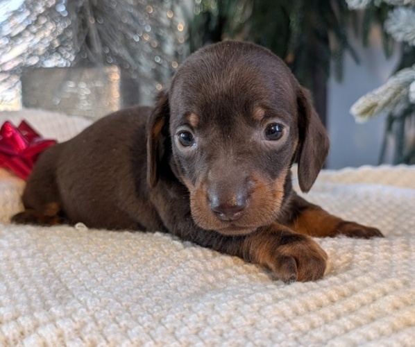 Medium Photo #3 Dachshund Puppy For Sale in GOSHEN, IN, USA