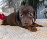 Small #2 Dachshund