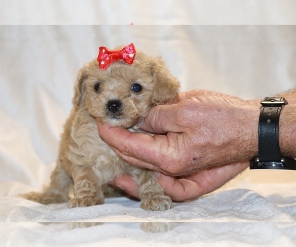 Medium Photo #11 Poodle (Toy) Puppy For Sale in DYERSBURG, TN, USA