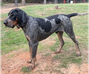 Father of the Bluetick Coonhound puppies born on 06/21/2022