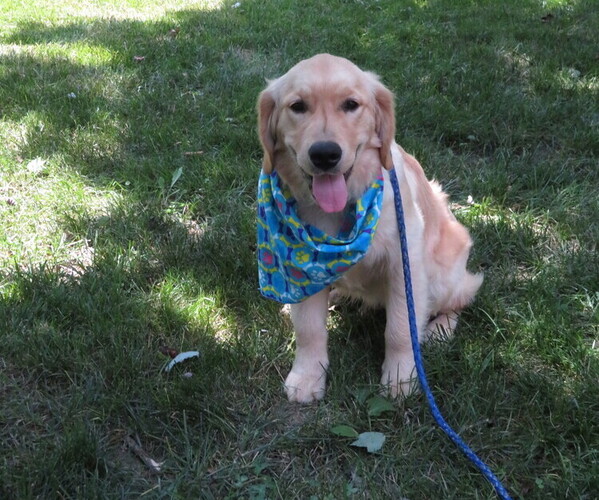 Medium Photo #17 Golden Retriever Puppy For Sale in MECHANICSVILLE, MD, USA