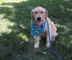 Small #16 Golden Retriever