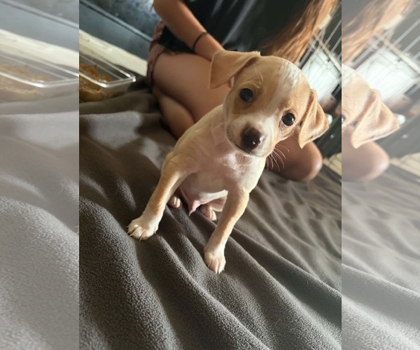 Medium Photo #6 Cheagle Puppy For Sale in Holly Springs, NC, USA