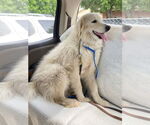 Small #4 Great Pyrenees