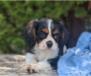 Cavalier King Charles Spaniel Puppy for sale in ELIZABETHTON, TN, USA