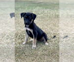 Small #2 Mutt