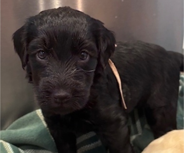 Medium Photo #29 Schnoodle (Giant) Puppy For Sale in ANDERSON, CA, USA