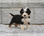 Small #1 Bernedoodle