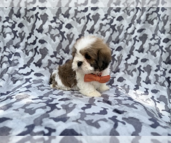 Medium Photo #6 Lhasa Apso Puppy For Sale in LAKELAND, FL, USA