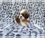 Small #5 Lhasa Apso
