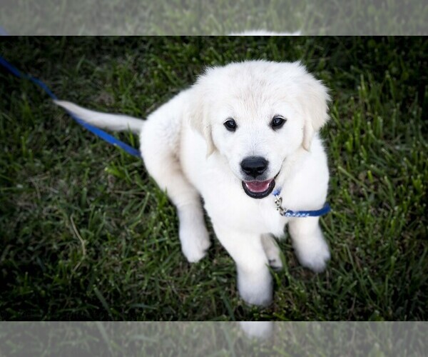 Medium Photo #1 Golden Retriever Puppy For Sale in WILTON, CA, USA