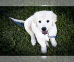Puppy Blueberry Golden Retriever