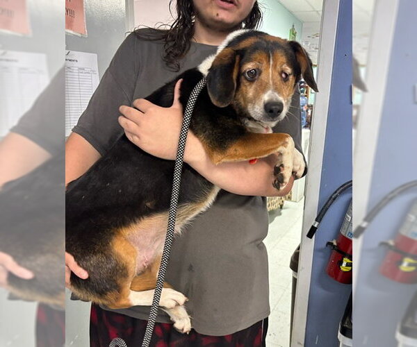 Medium Photo #2 Beagle-Unknown Mix Puppy For Sale in Elmsford, NY, USA