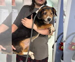 Small #1 Beagle Mix